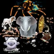 Animals Sounds