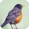 Robin Bird Sounds