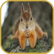 Squirrels