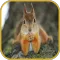 Squirrels