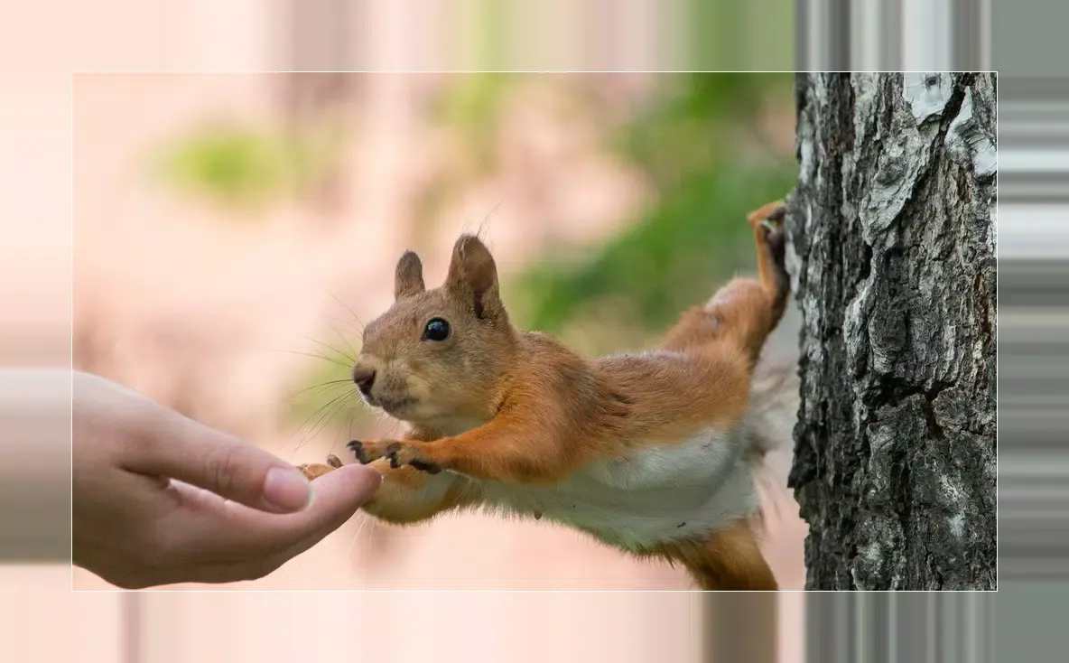 Squirrels应用截图