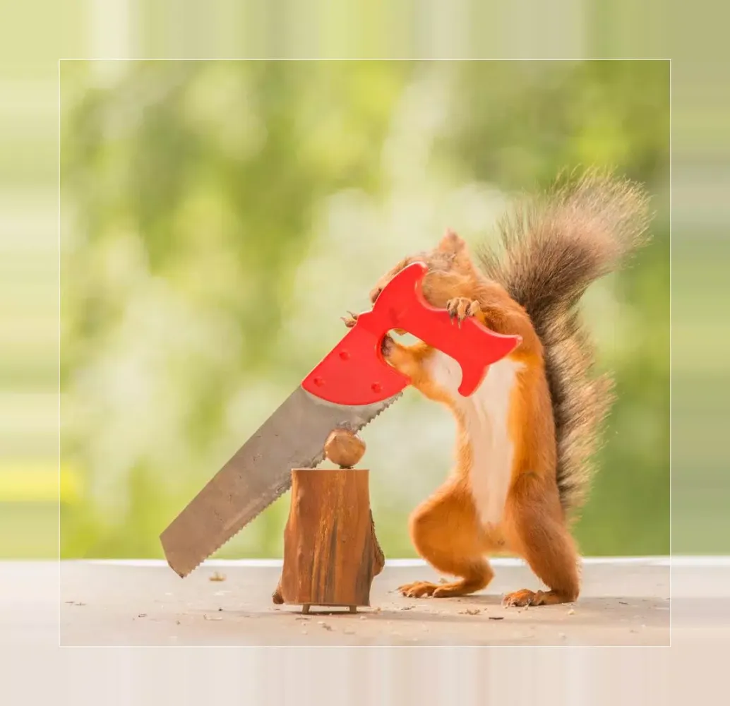 Squirrels应用截图