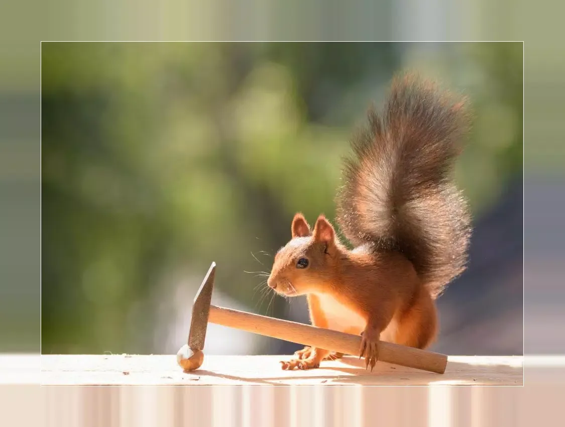 Squirrels应用截图
