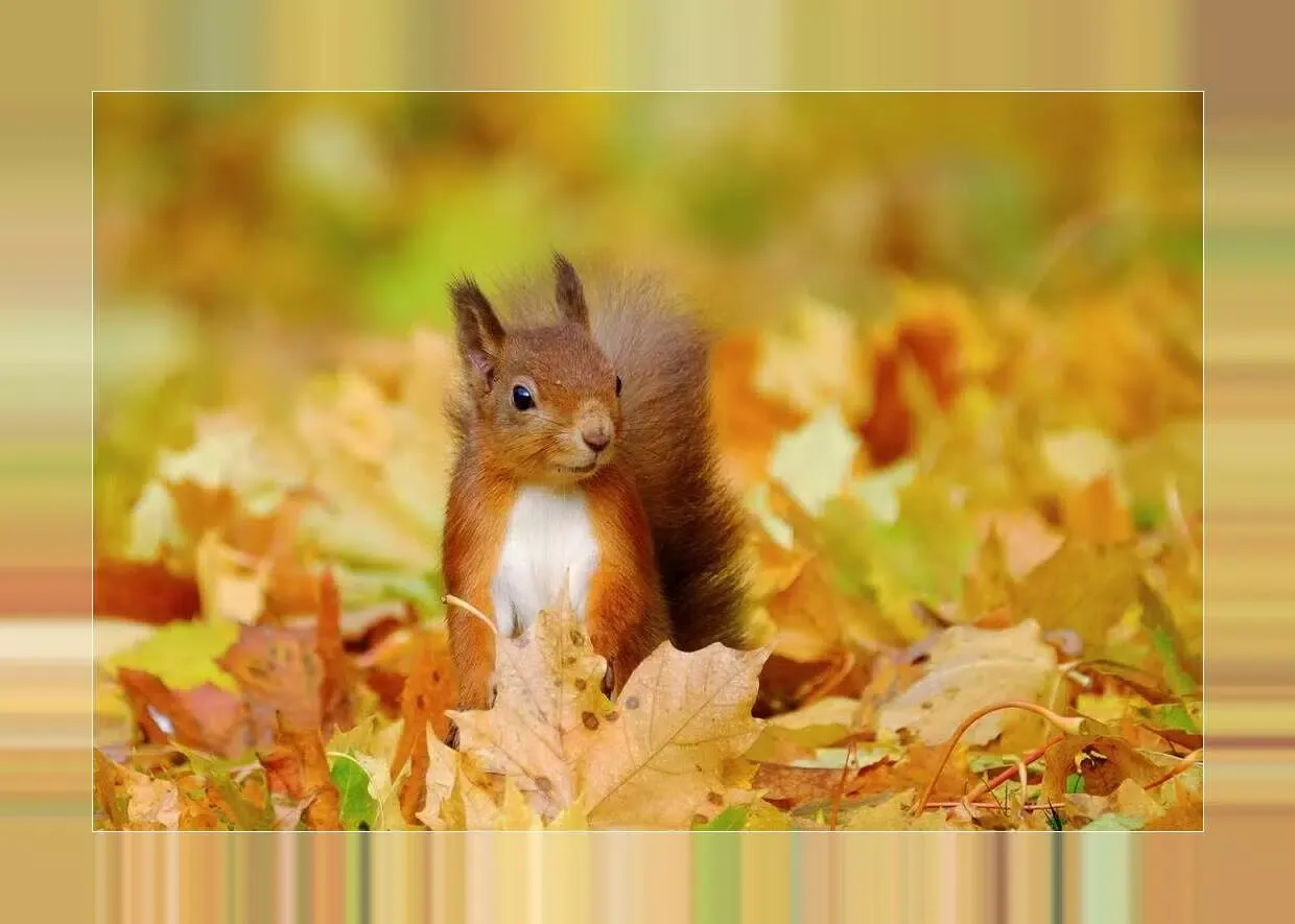 Squirrels应用截图