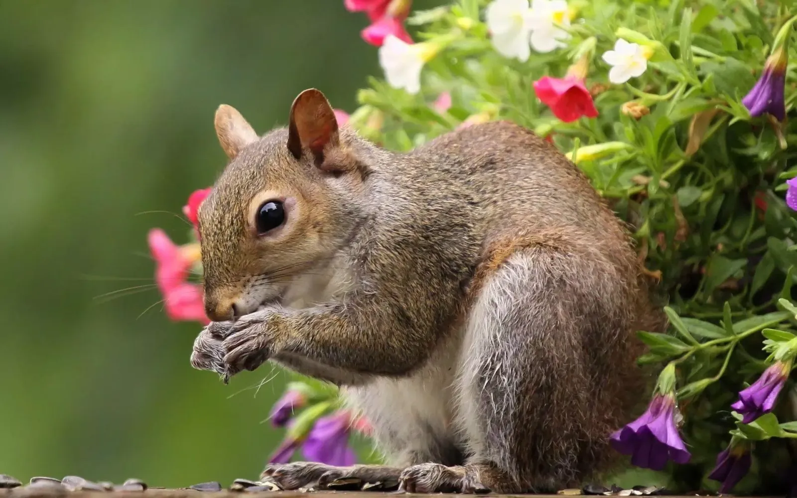 Squirrels应用截图