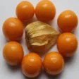 KALRO Gooseberry