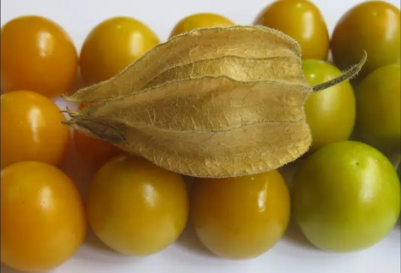 Captures d'écran de KALRO Gooseberry