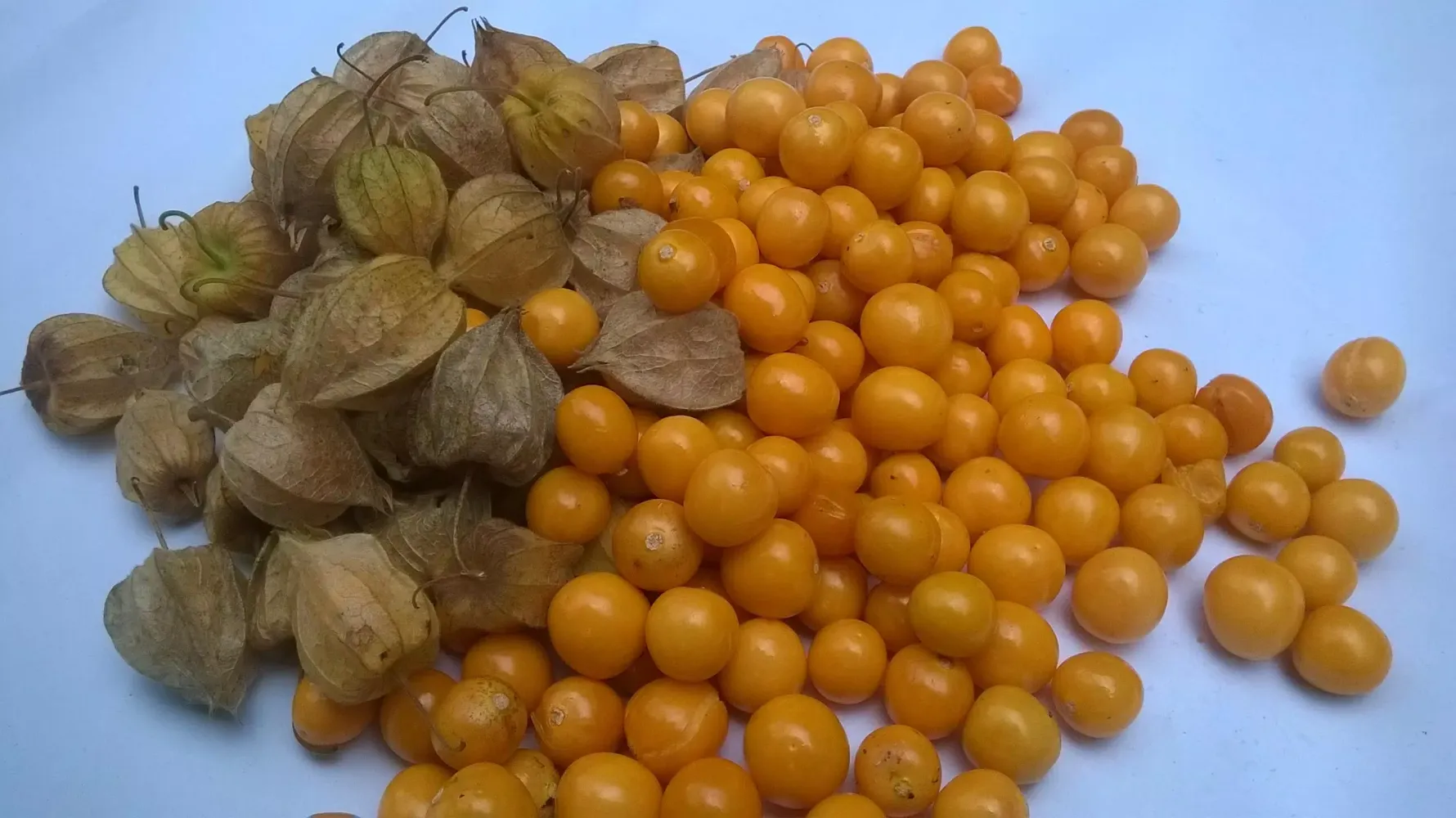 Captures d'écran de KALRO Gooseberry