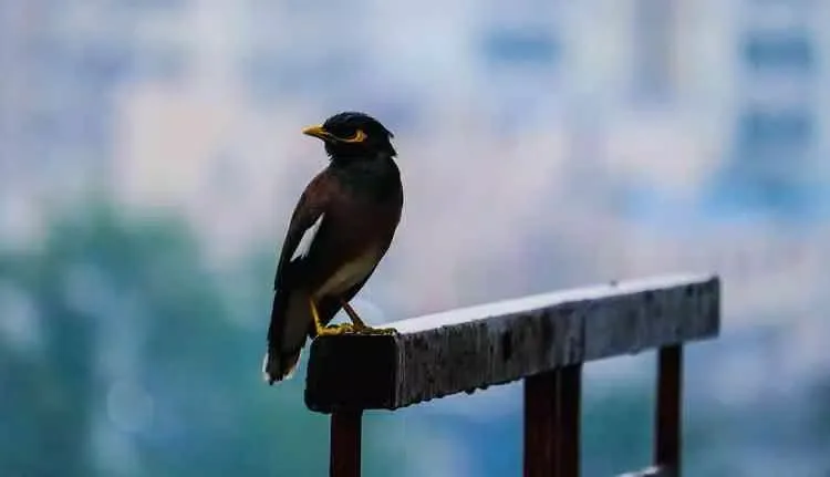 Rain Wallpapers Screenshots