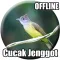 Suara Cucak Jenggot Gacor