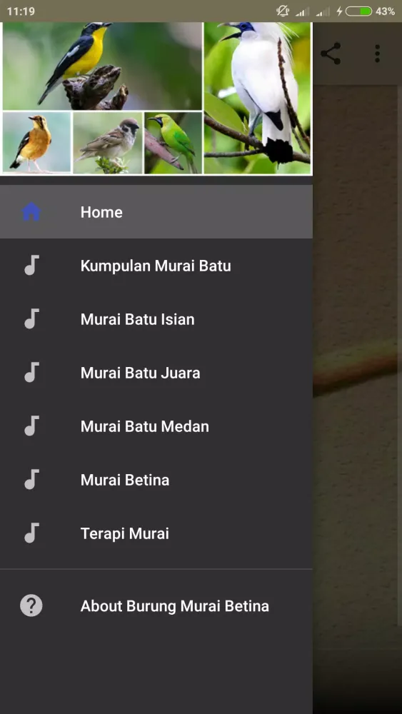 Suara Murai Betina Gacor Screenshots