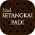 Setangkai Padi