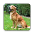 Golden Retriever Wallpapers