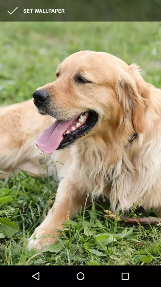 Golden Retriever Wallpapers স্ক্রিনশট