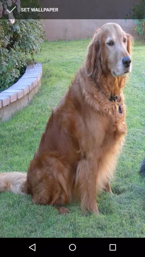 Golden Retriever Wallpapers স্ক্রিনশট