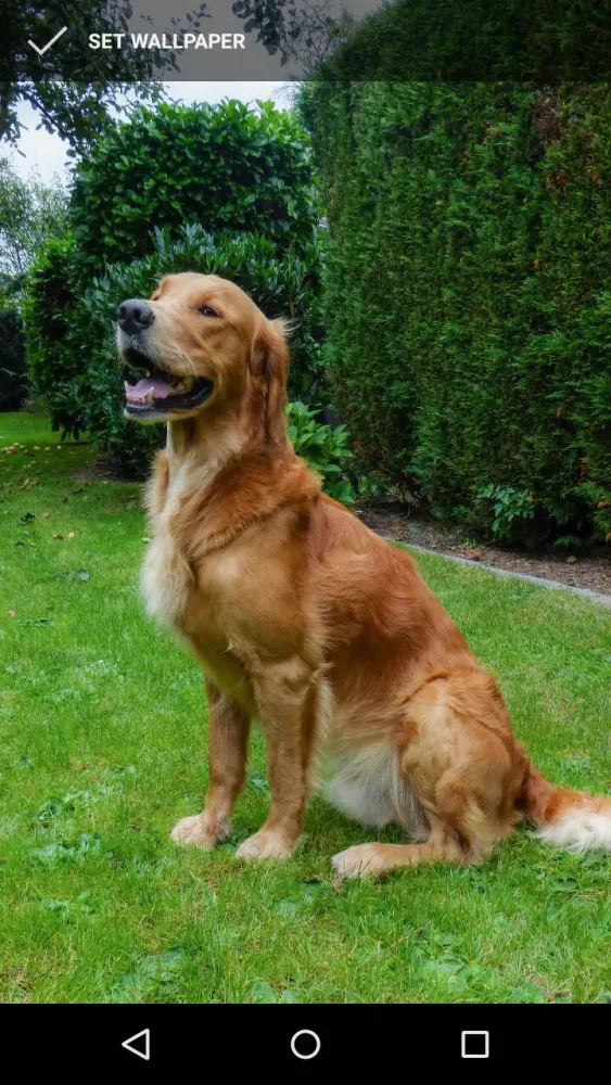 Golden Retriever Wallpapers স্ক্রিনশট