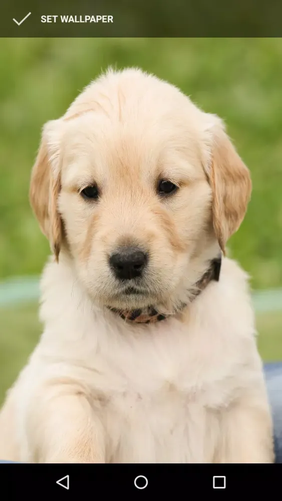 Golden Retriever Wallpapers স্ক্রিনশট