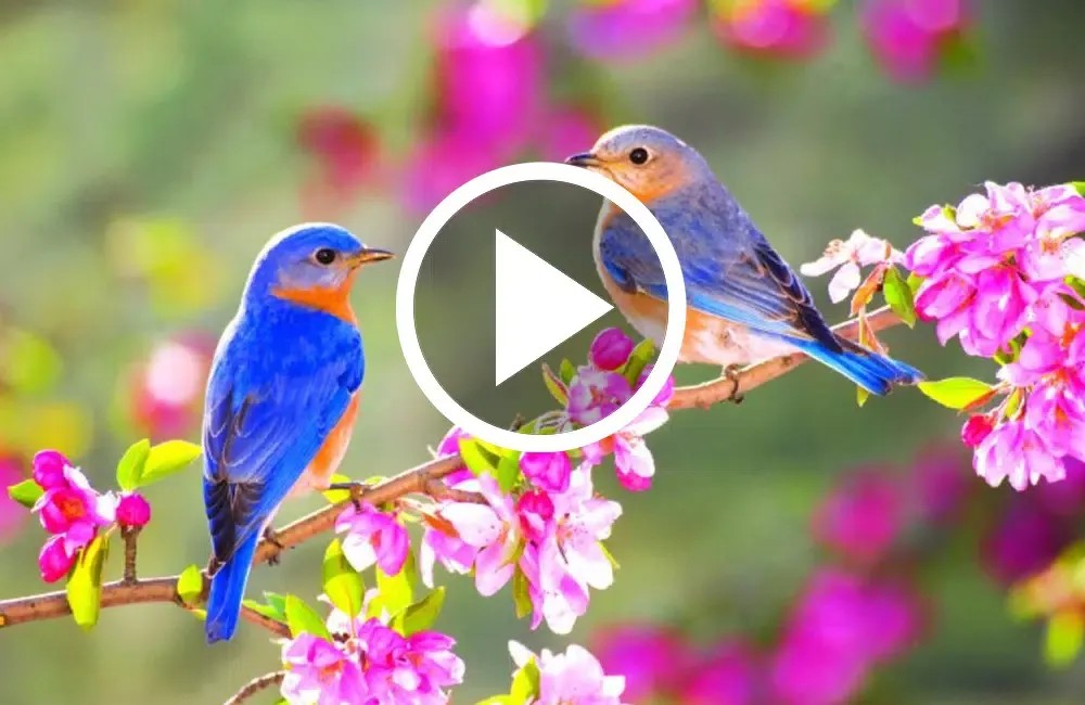 Animals : Ringtones & Sounds Screenshots