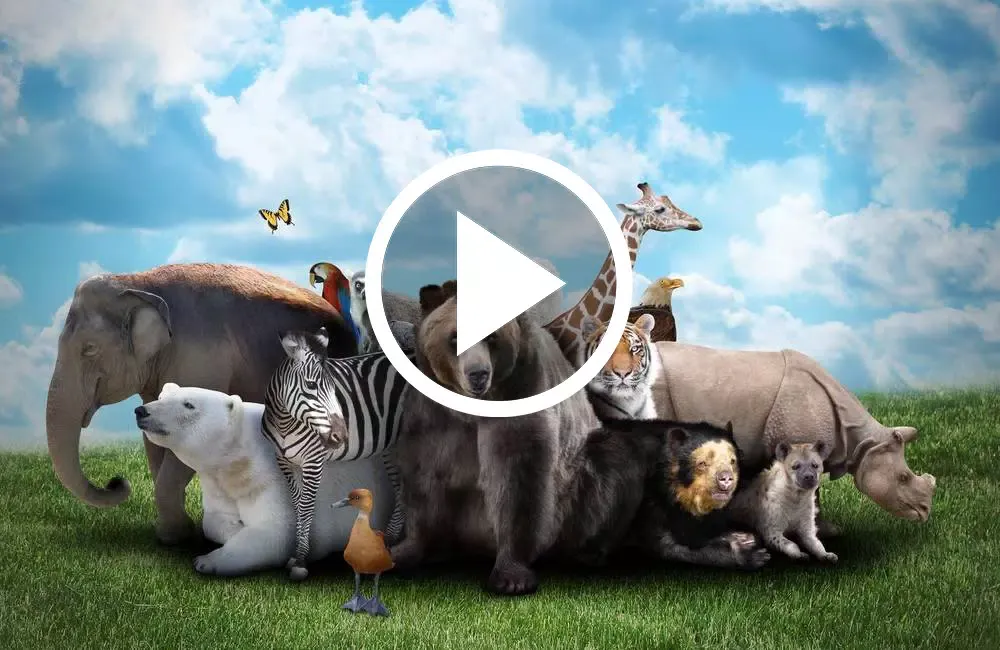 Animals : Ringtones & Sounds Screenshots