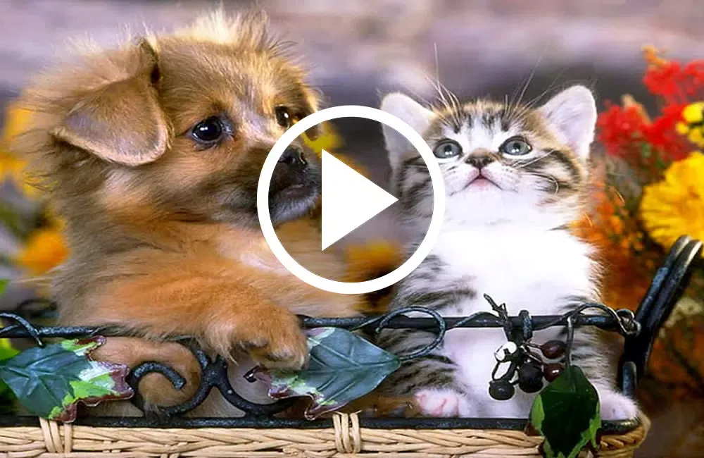 Animals : Ringtones & Sounds Screenshots