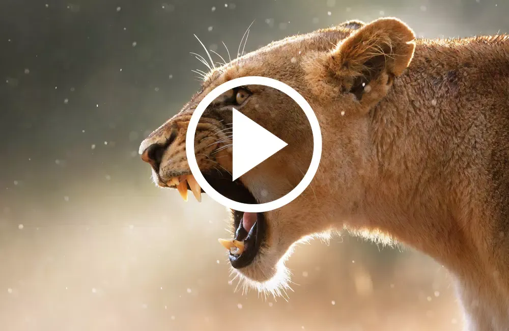 Animals : Ringtones & Sounds Screenshots