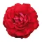 Real flower sticker