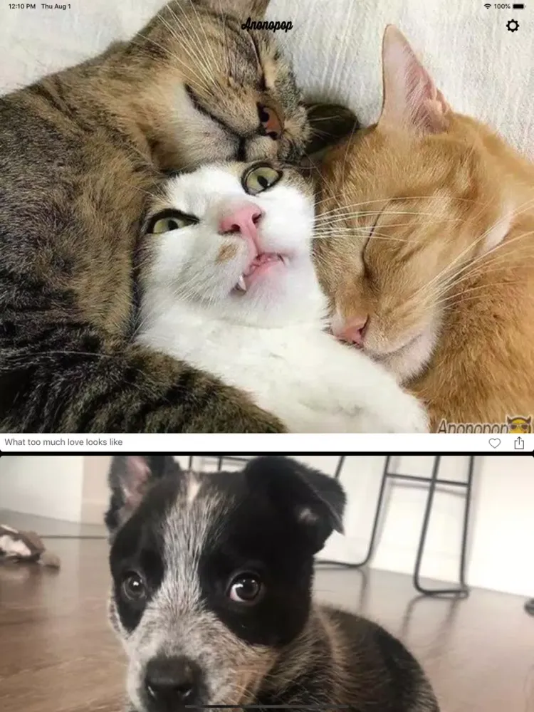 Screenshot di Anonopop: Aww Cute Pet Photos iPad 