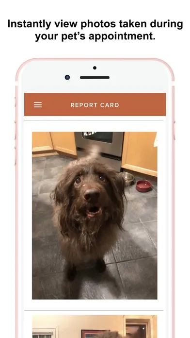 Another Dog Walker应用截图
