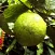 Tropical Fruit Airbrush - Coloring and Meditations