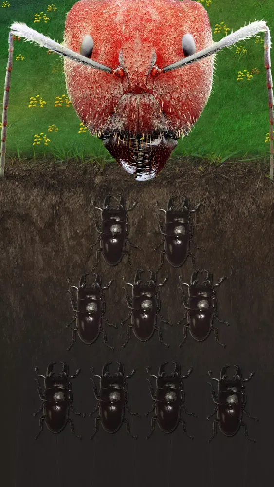 تصاویر Ants Underground Kingdom Life