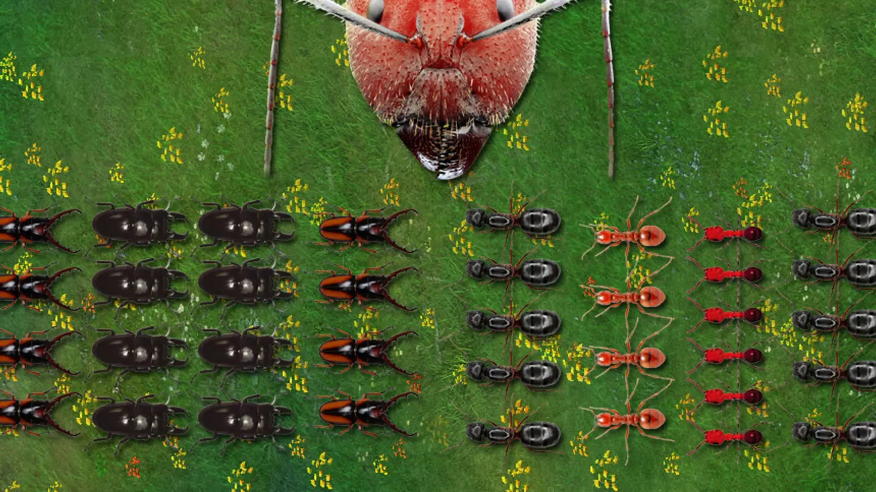 تصاویر Ants Underground Kingdom Life