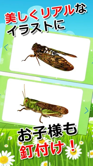 تصاویر みんなの昆虫カード