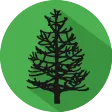 Spotters of Monkey Puzzle Tree
