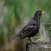 Blackbird Sounds - High Quality Bird Watching Sounds, Ringtones , Alerts and More