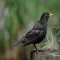 Blackbird Sounds - High Quality Bird Watching Sounds, Ringtones , Alerts and More