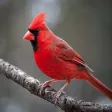 Cardinal Sound Effects - High Quality Bird Watching Sounds
