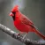 Cardinal Sound Effects - High Quality Bird Watching Sounds