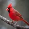 Cardinal Sound Effects - High Quality Bird Watching Sounds