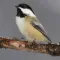 Chickadee Bird Calls - High Quality Sound Effects Live From Nature