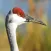 Crane Bird Sound Effects - High Quality Bird Calls of a Big Bird