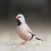 Finch Bird Sounds Ringtones and More