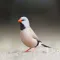 Finch Bird Sounds Ringtones and More
