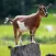 Goat Sounds - 30 Plus Sound Effects Ringtones and More