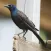 Grackle Bird Calls - High Quality Sound Effects