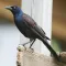 Grackle Bird Calls - High Quality Sound Effects