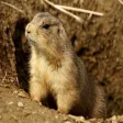 Prairie Dog - Cute Little Rodent Sounds