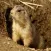 Prairie Dog - Cute Little Rodent Sounds