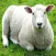Sheep Sounds - High Quality Sounds to Rest To