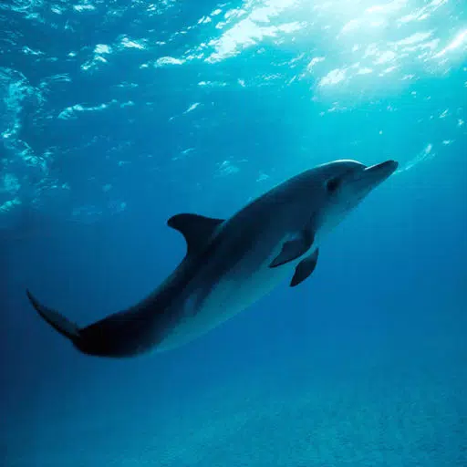 Dolphin Sounds - Ringtones, Alarms and More All High Quality Dolphin Sounds - Ringtones, Alarms and More All High Quality