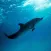 Dolphin Sounds - Ringtones, Alarms and More All High Quality